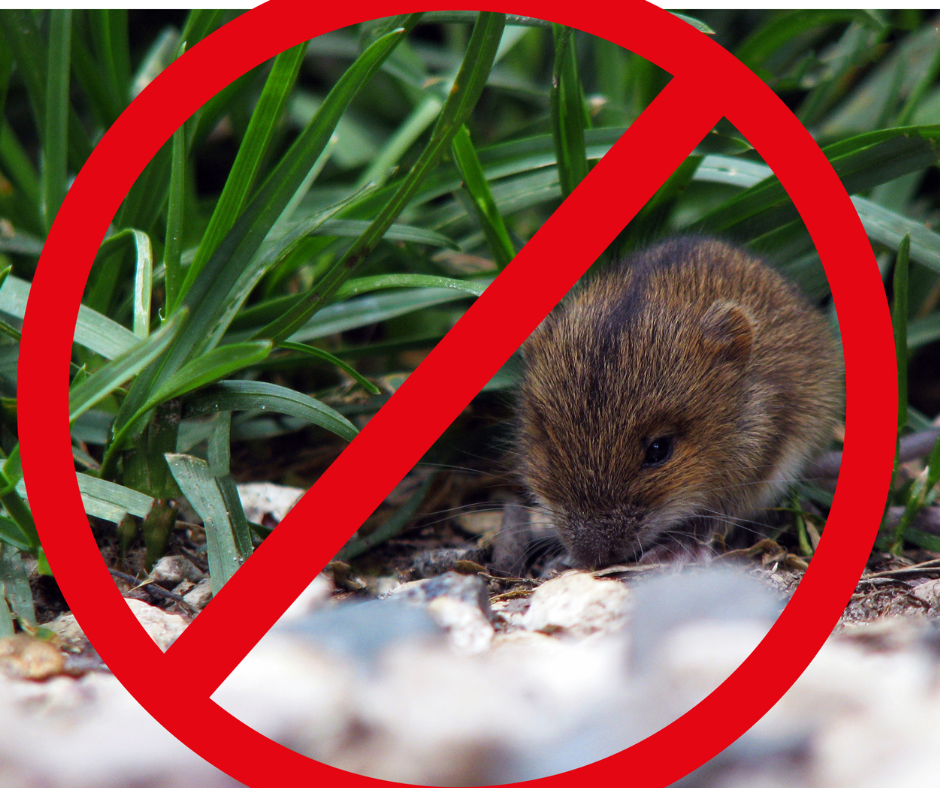 Effective Solutions for Natural Rodent Control