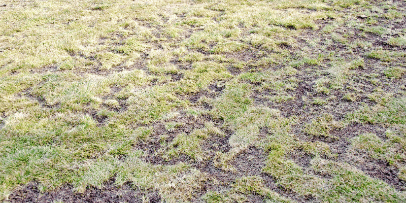 Protecting Your Property from Vole Damage: Tips and Tricks