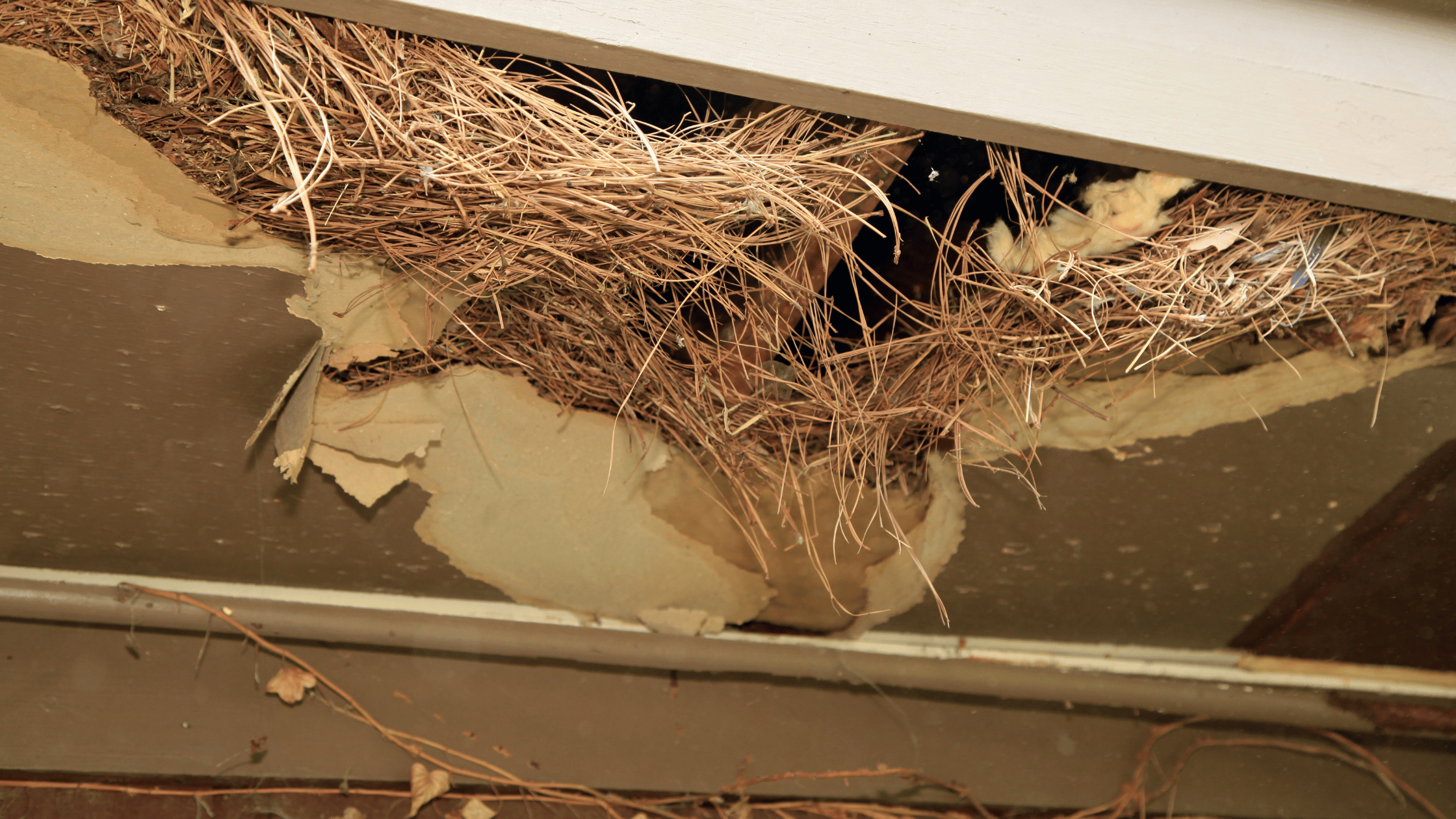 Comparing RatX to Traditional Rodent Control Methods