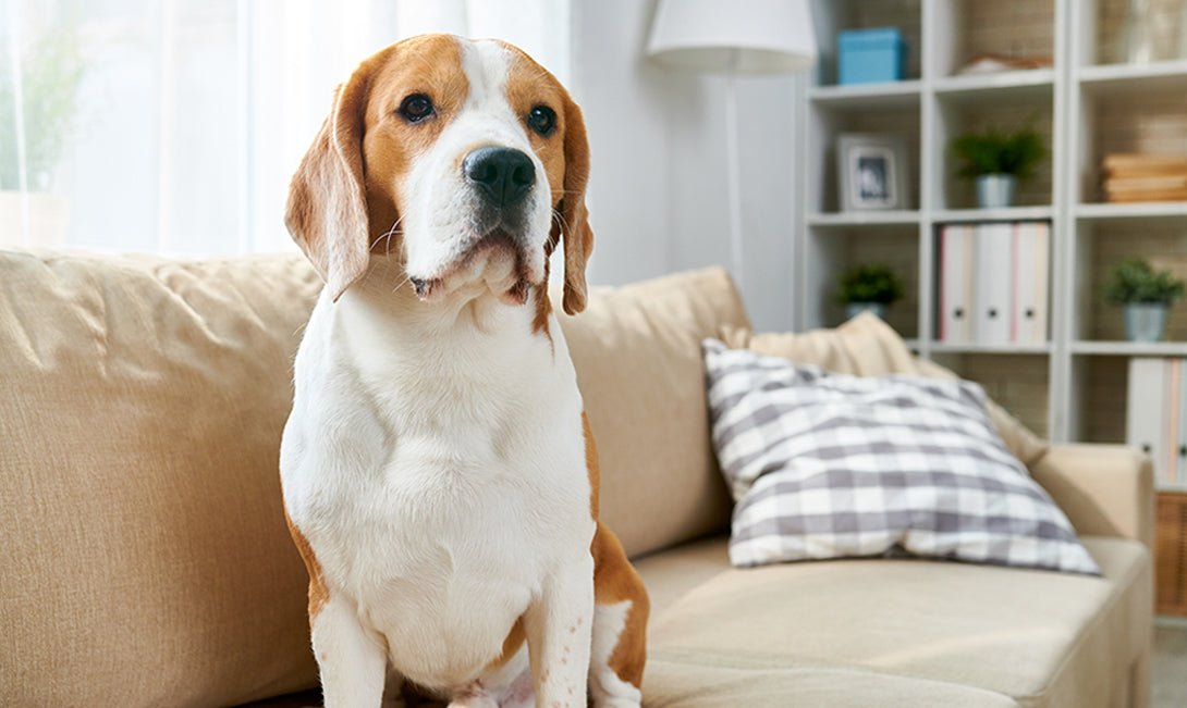 Dog on Couch