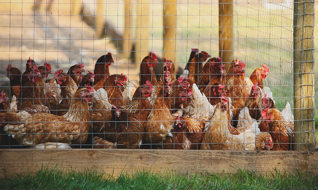 How to Clean a Chicken Coop Easily