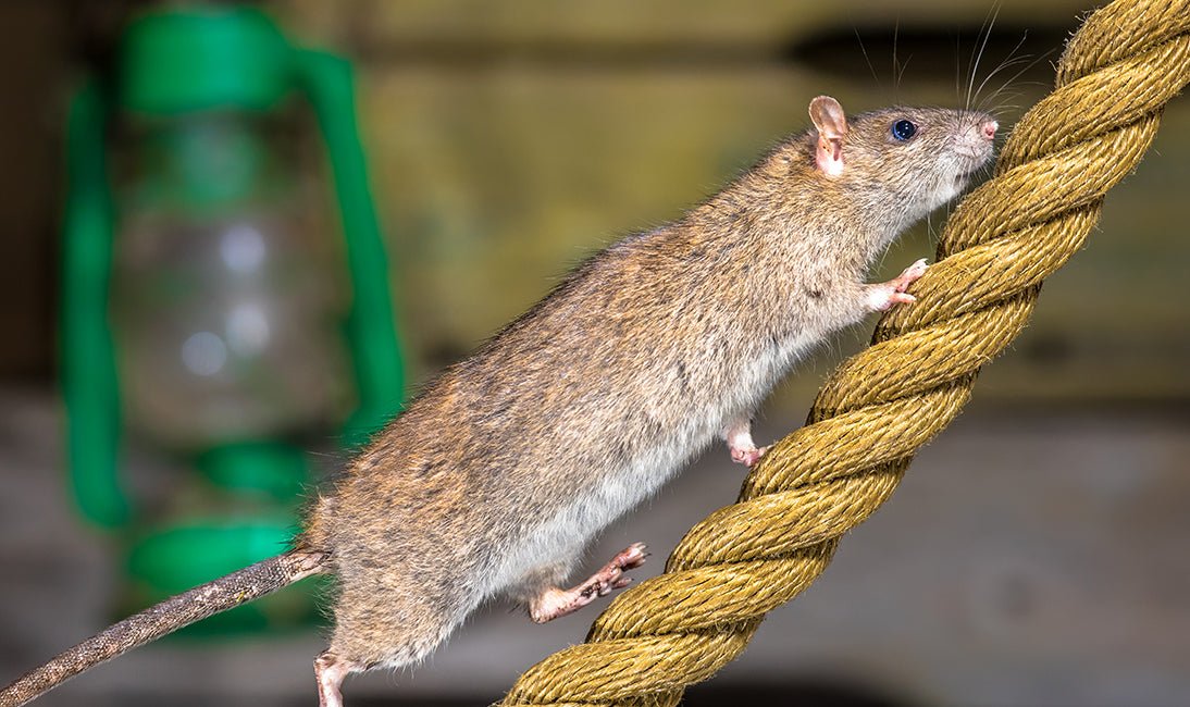 Green Risks: 12 d-Con Rat and Mouse Poison Unsafe for Consumer Use