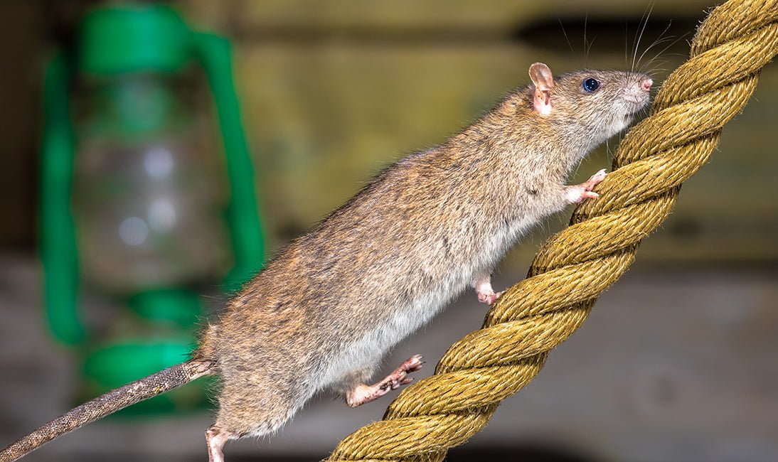 How to Get Rid of Mice and Rats