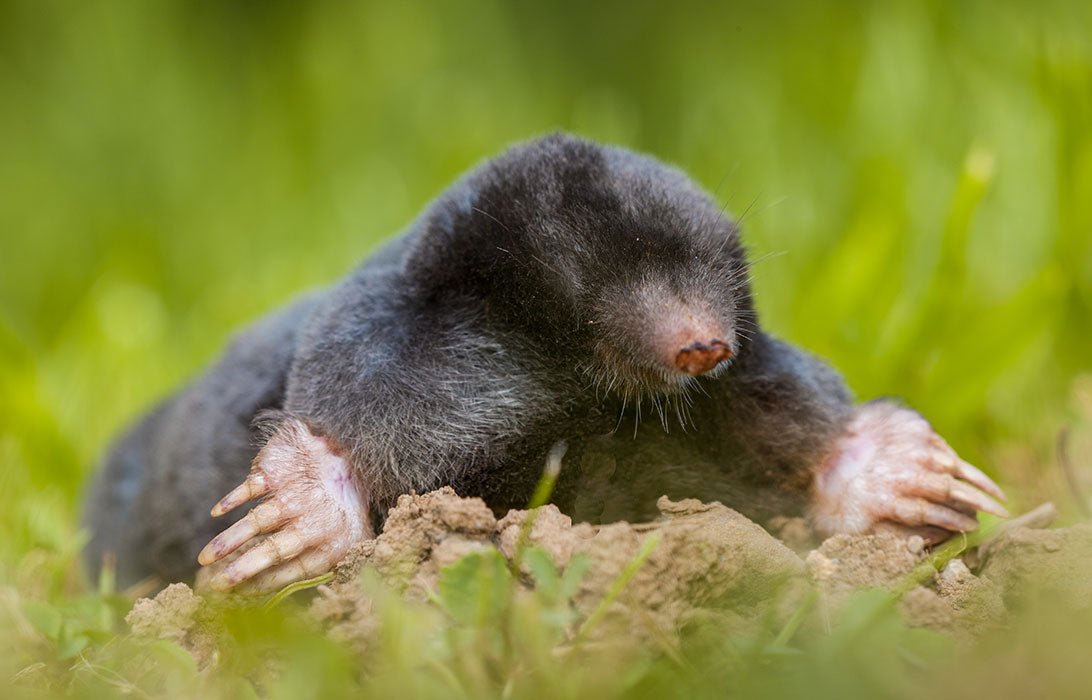 How to Get Rid of Moles in Your Yard