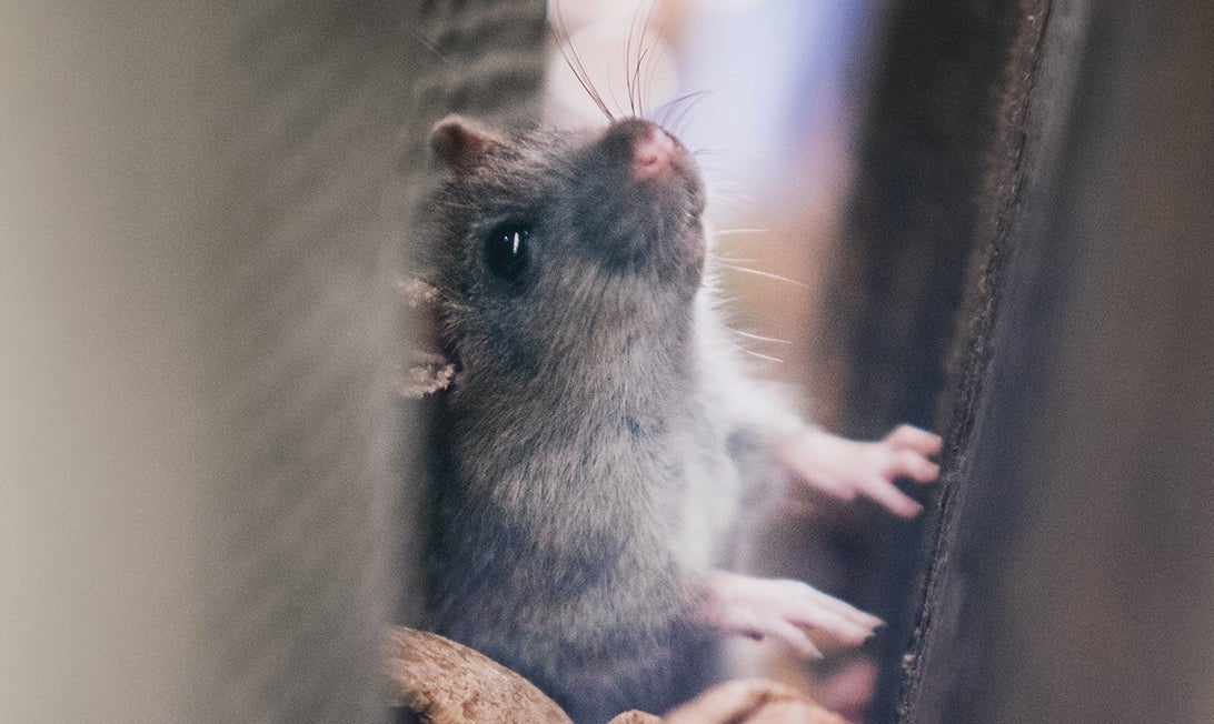 Living in Harmony with House Mice and Rats