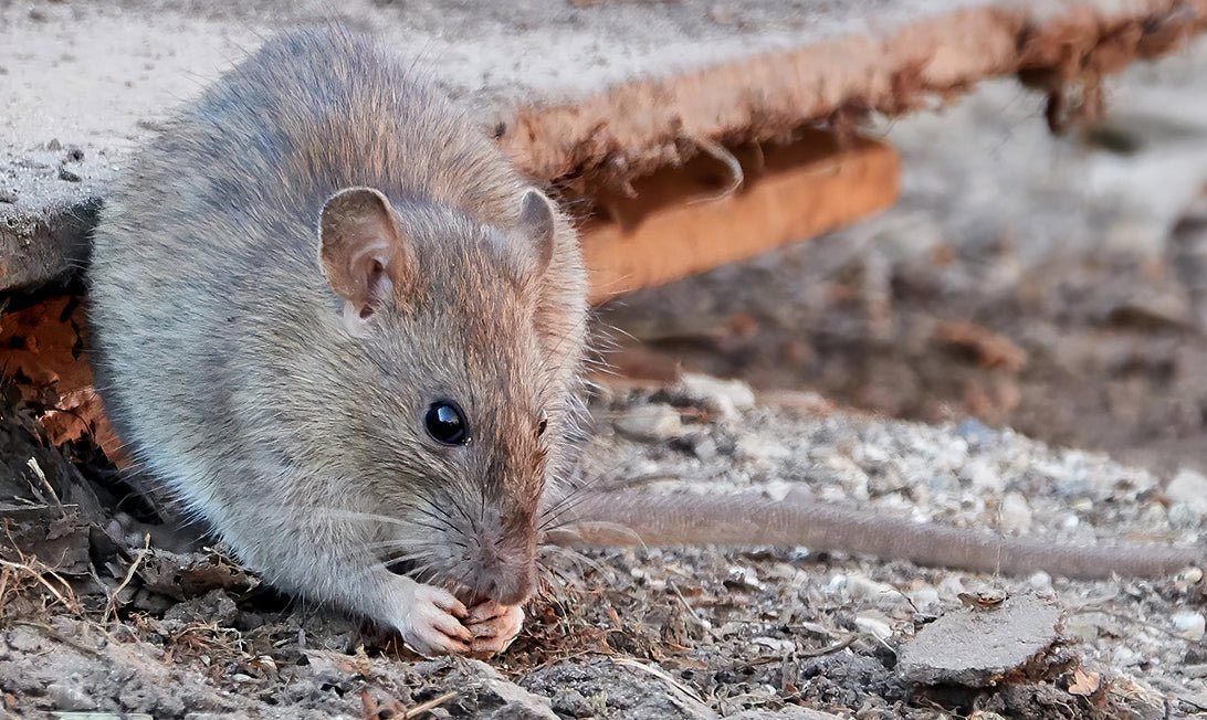 Do rats kill mice?