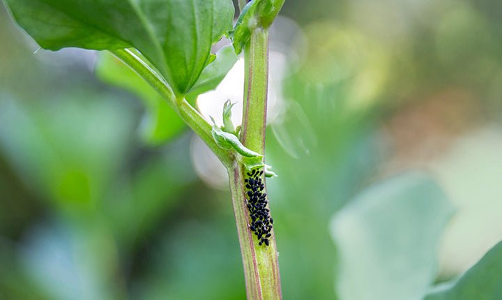 How to Quickly Get Rid of Garden Pests