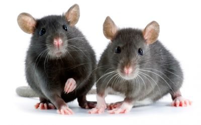 Identifying Rodents on Your Property
