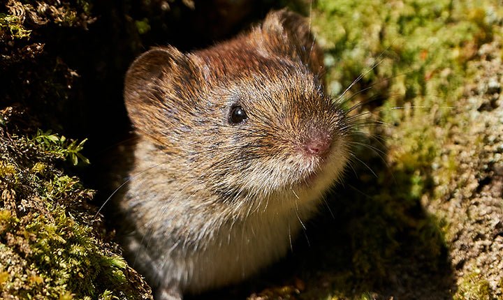 Vole