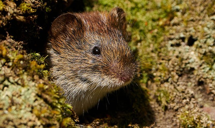 Vole