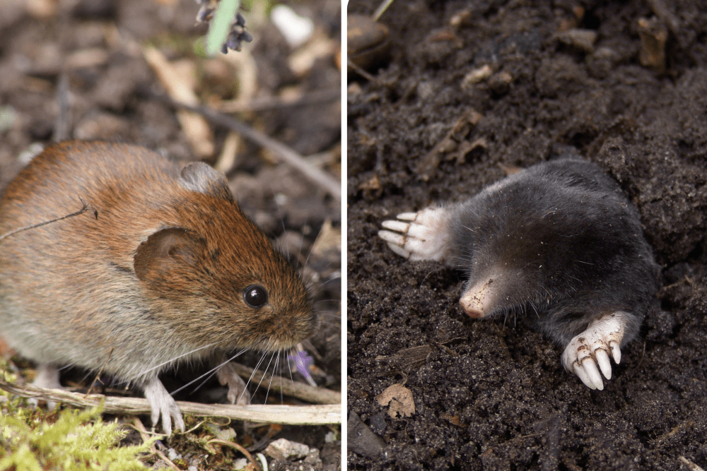 Voles or Moles: What's the Difference?