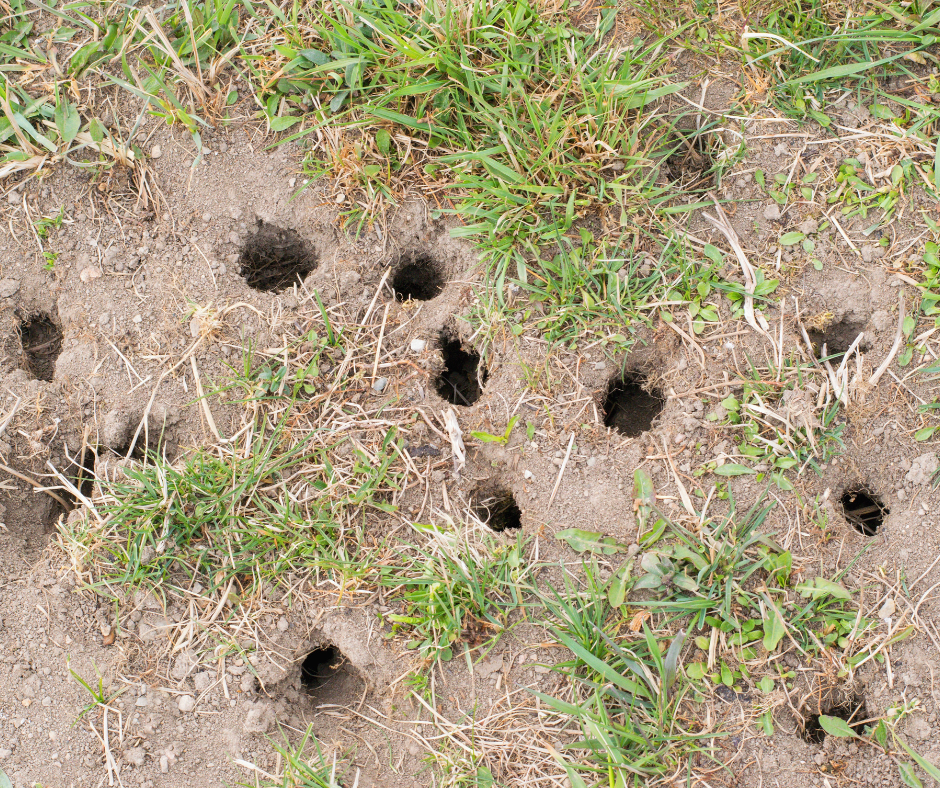 Comprehensive Guide to Vole Control and Removal