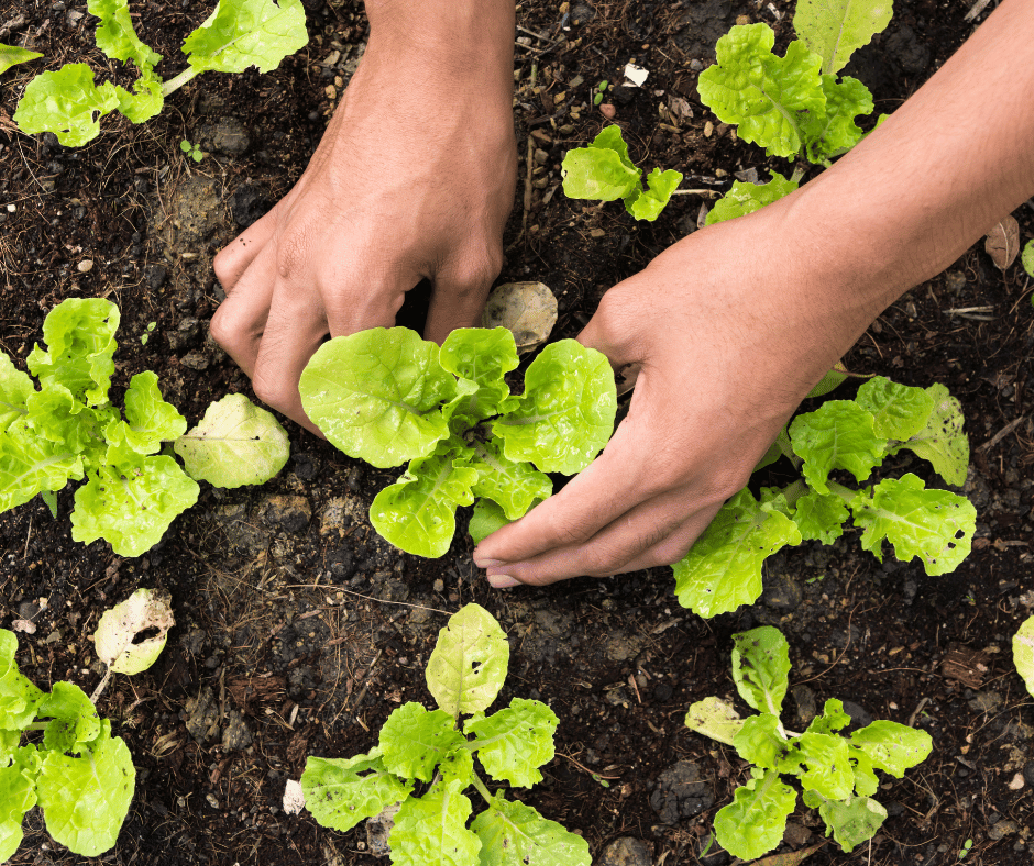 How to Create a Pest-Free Organic Garden: Tips and Tricks