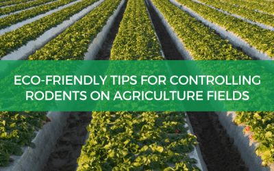 Eco-Friendly Tips For Controlling Rodents On Agriculture Fields