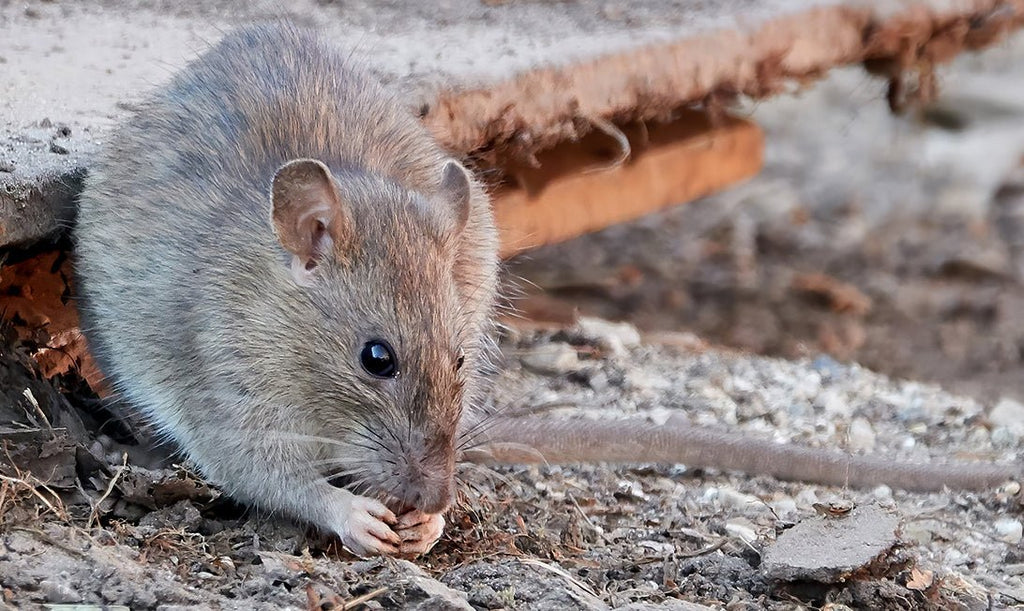 How to Get Rid of Rats Without Poison: A Humane, No-Kill Approach