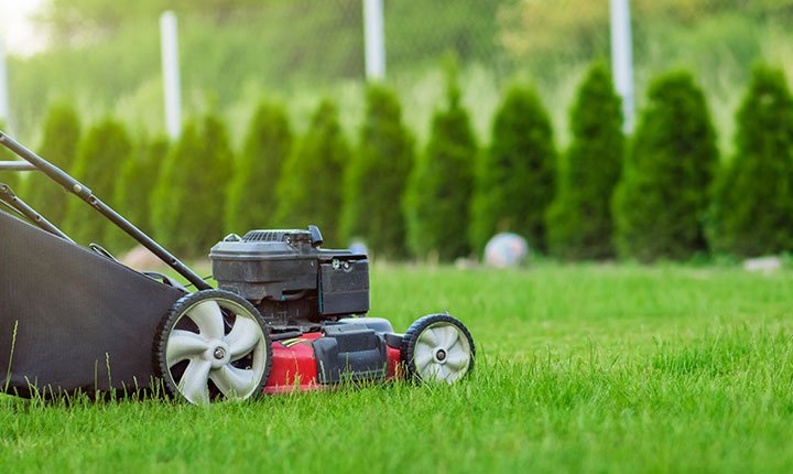 What Causes Lawn Pests, and How to Get Rid of Them